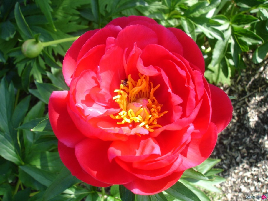 Пион сорт цитерия