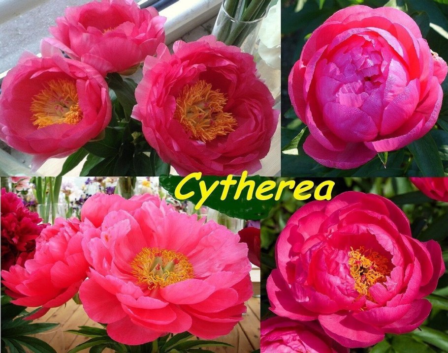 Пион Joyce Ellen