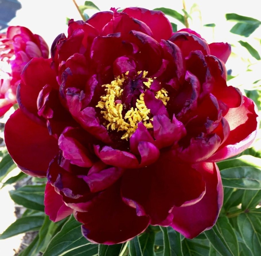 Пион травянистый Джокер