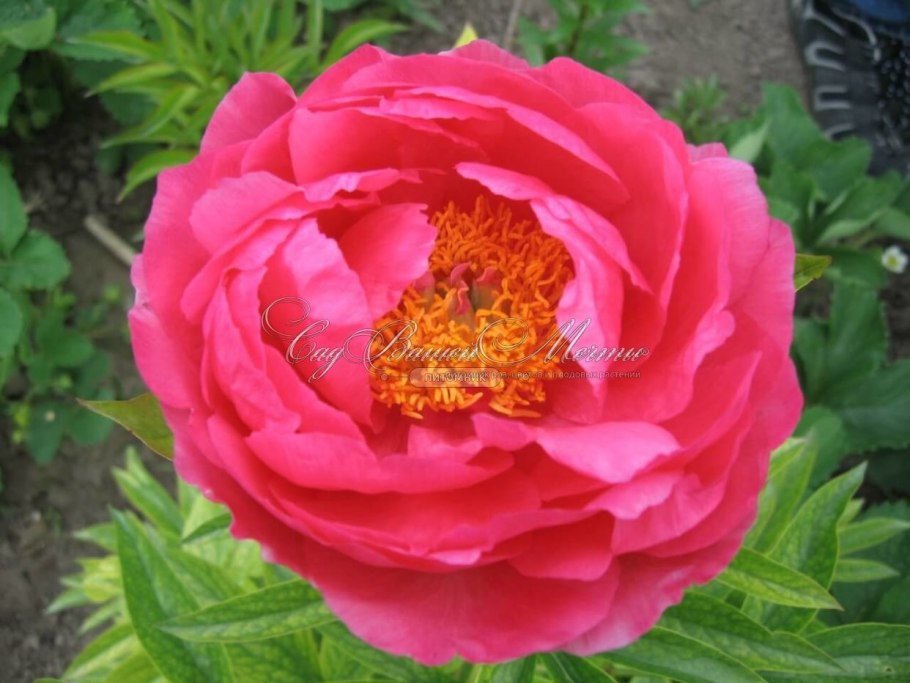 Эллен Каули пион (Ellen Cowley)