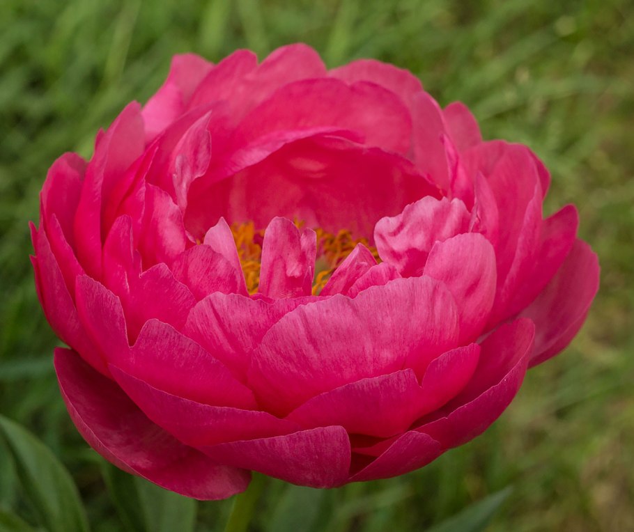 Пион травянистый цитерия