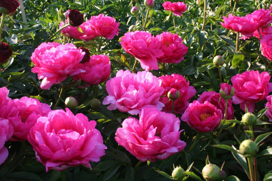 Пион травянистый цитерия