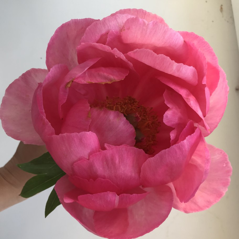 Пион Блэк Бьюти Black Beauty