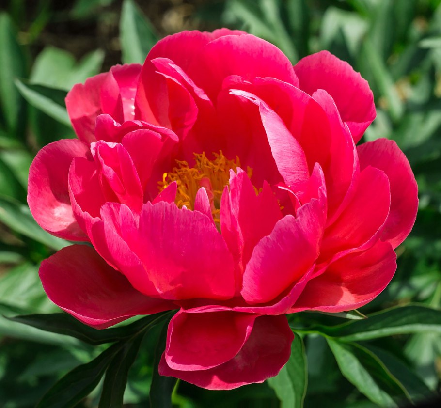 Пион Ито Хиллари