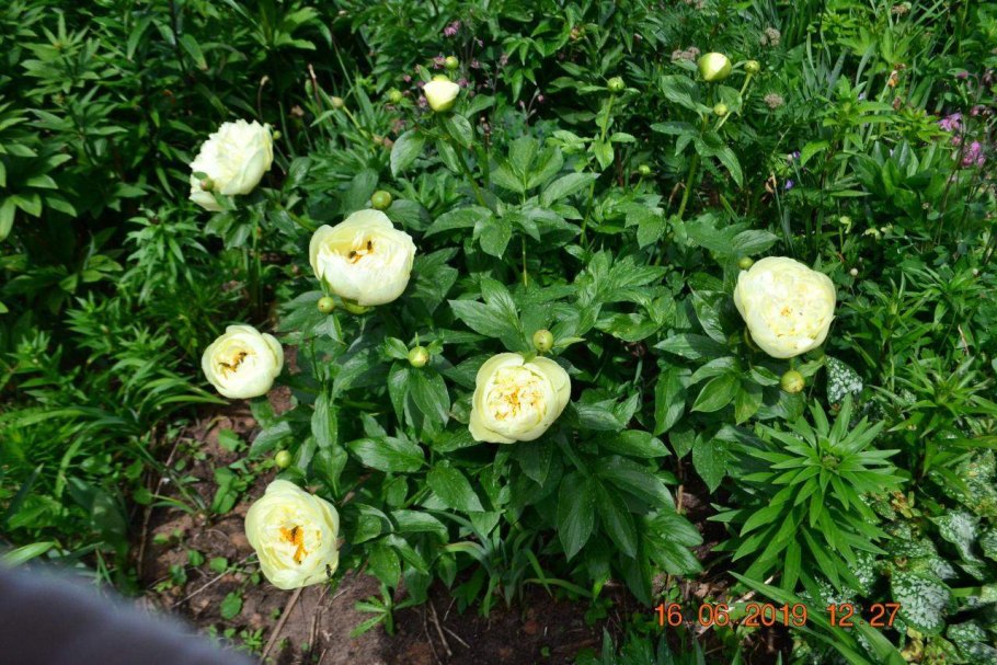 Пион травянистый цитерия