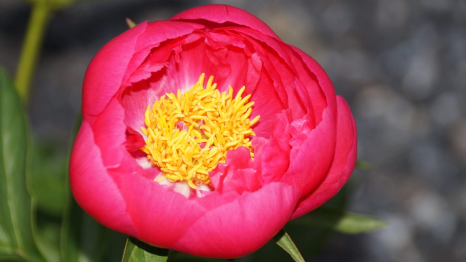 Пион цитерия куст