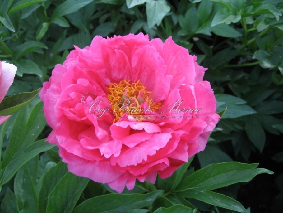 Пион лимон шифон и цитерия