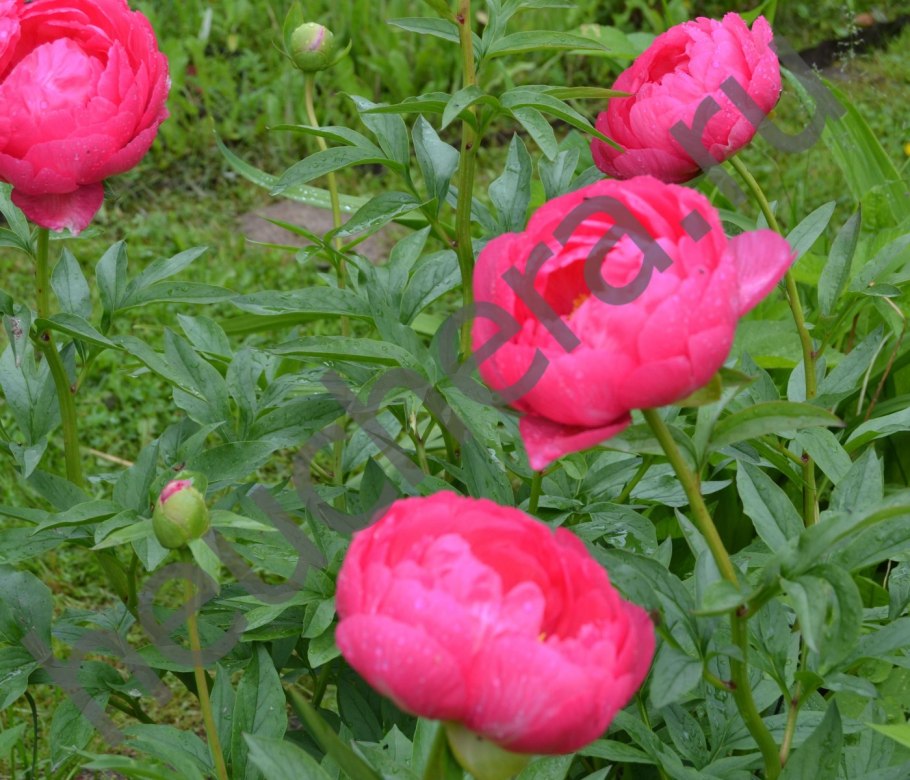 Cytherea цветок