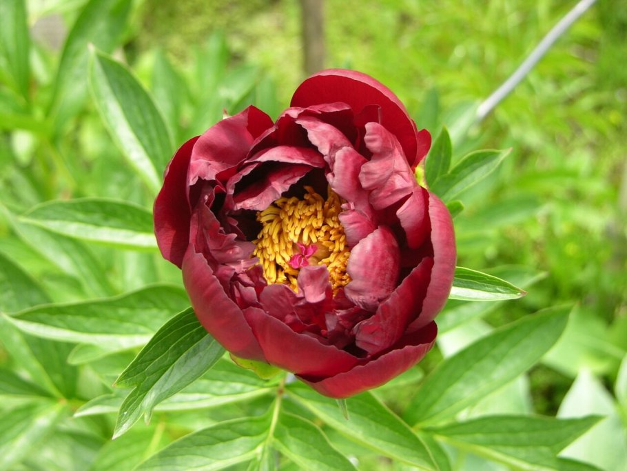 Пион цитерия купить