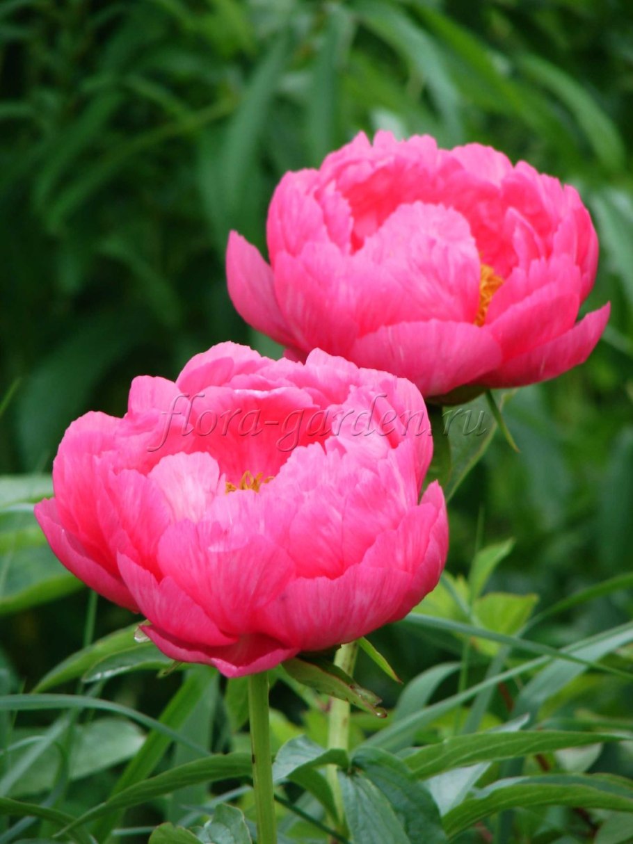 Пион Паула фей