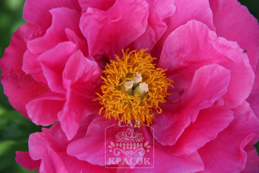 Пион Элен Каули