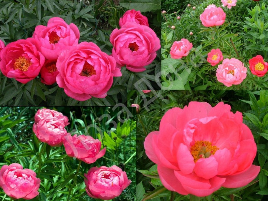 Названия сортовых пионов и фото и цена всех моделей по Уралу