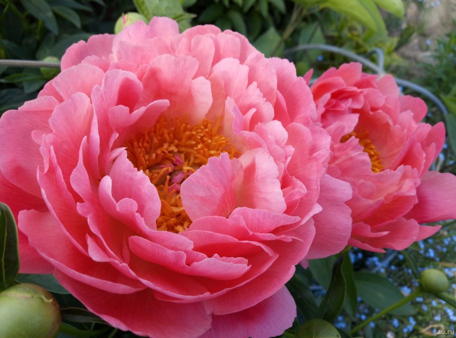 Пион цитерия куст