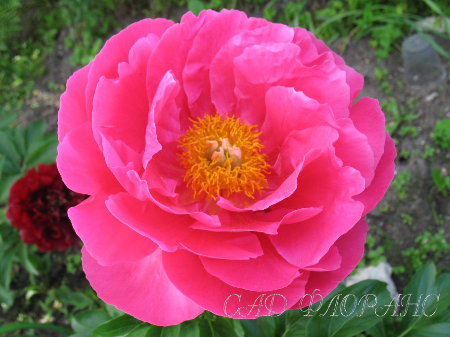 Пион сорт Cytherea