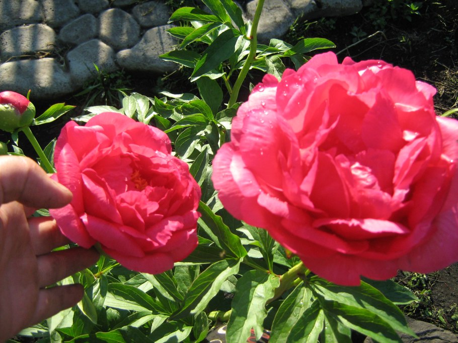 Пион цитерия купить