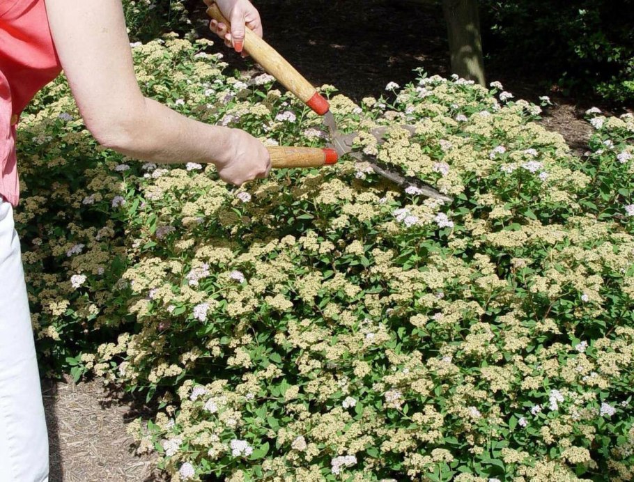 Двухрядная посадка кизильника