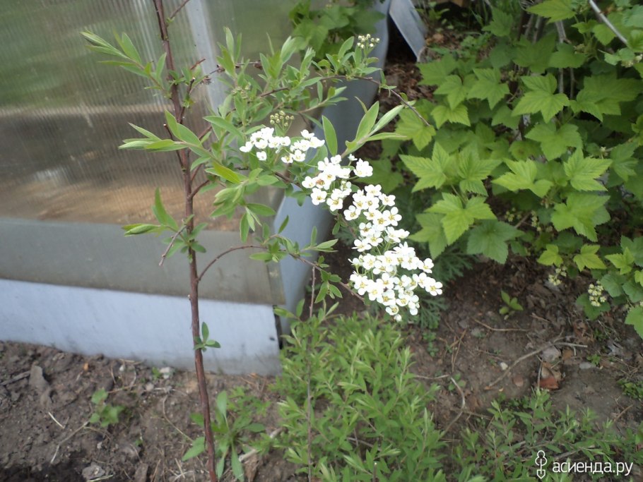 Спирея Билларда обрезка