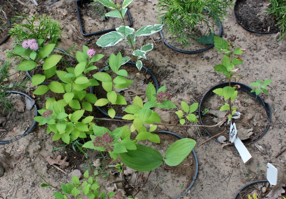 Спирея бонсай