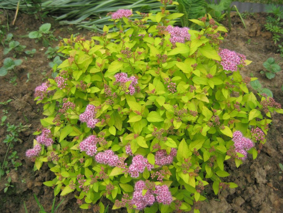 Омоложение спиреи