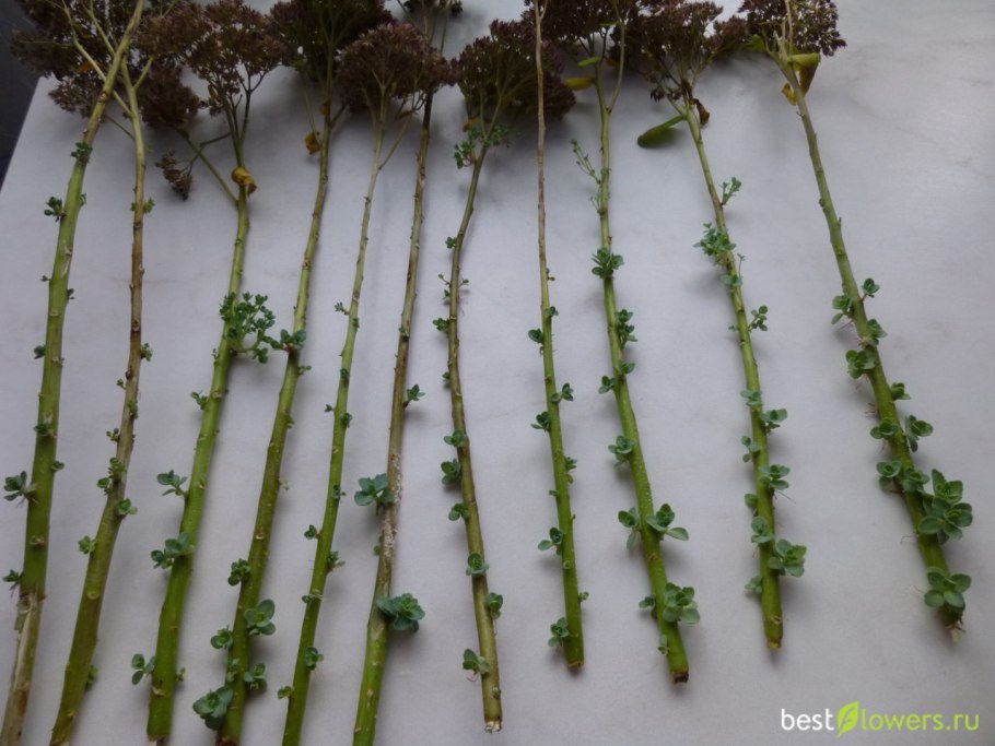 Спирея японская Nana