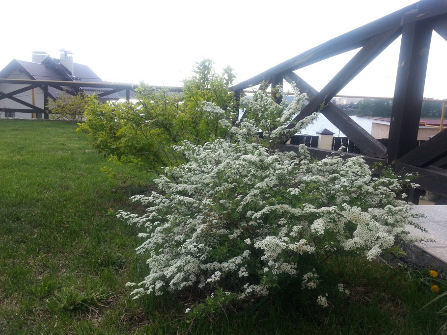 Спирея стрижка после цветения