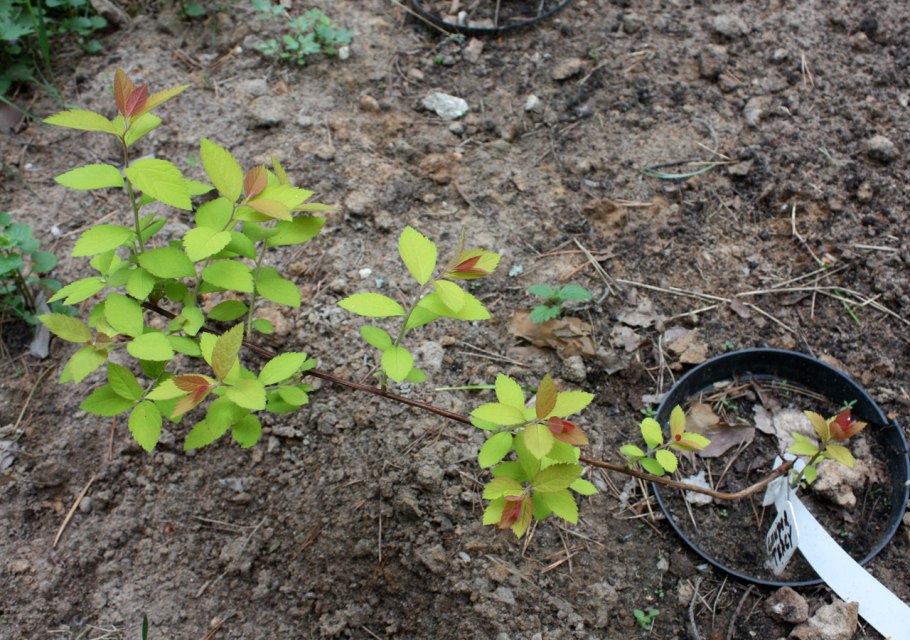 Черенки спиреи