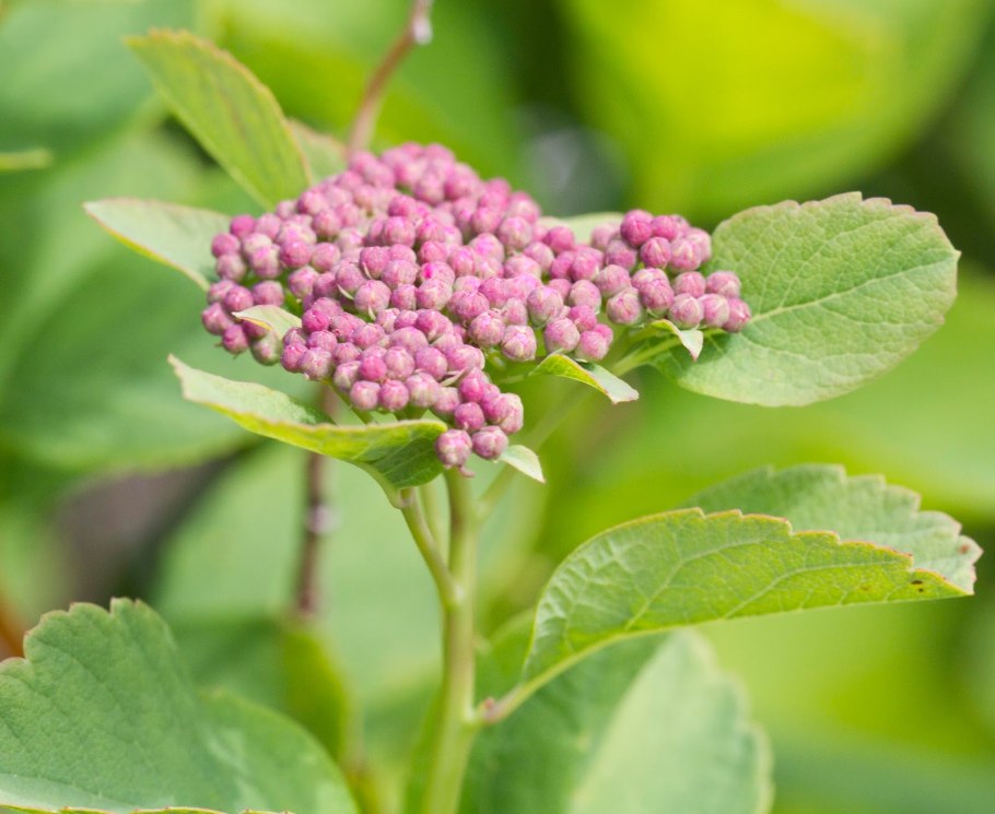 Спирея японская (Spiraea japonica &#96;Golden Princess&#96;)