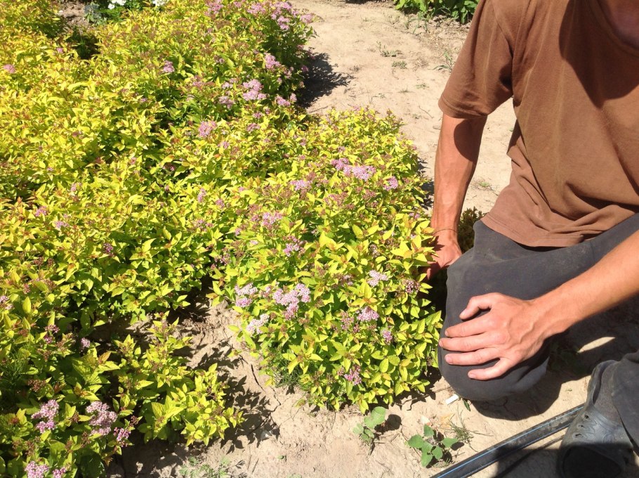 Спирея отводки