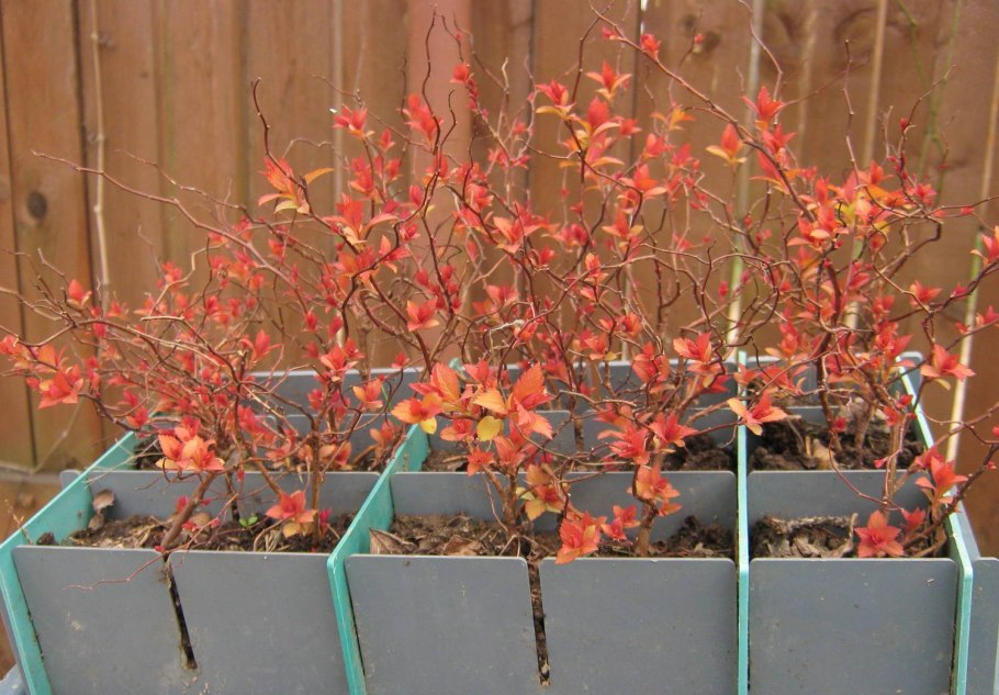 Спирея отростки