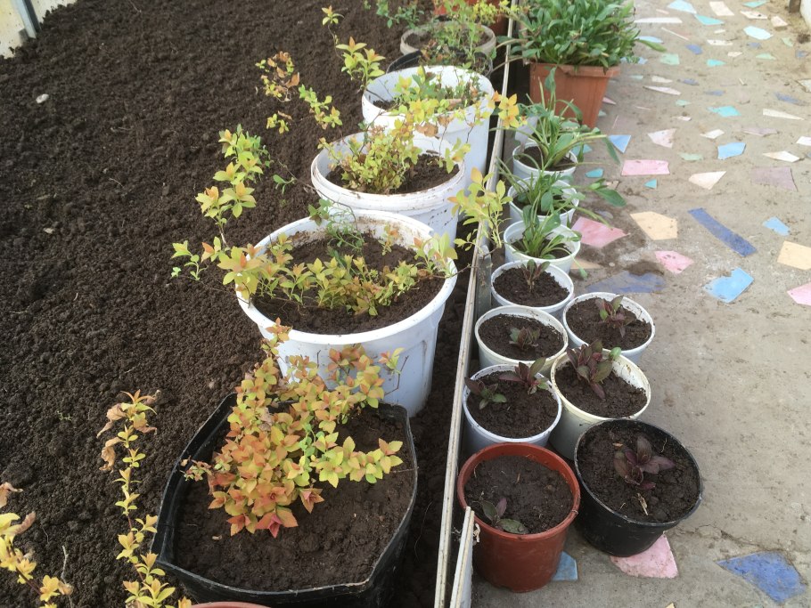 Спирея японская "Tracy"