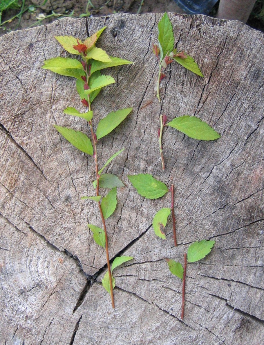 Спирея укоренение черенков