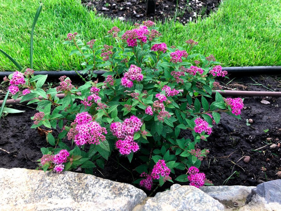 Спирея Кантонская Ланциата