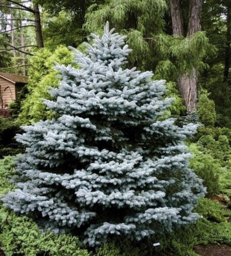 Ель колючая Montgomery