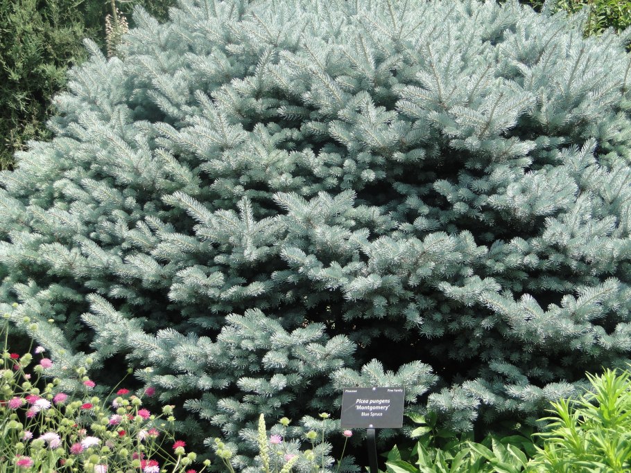 Ель колючая Монтгомери