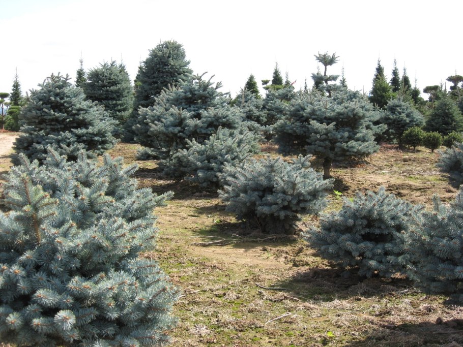 Ель Монтгомери