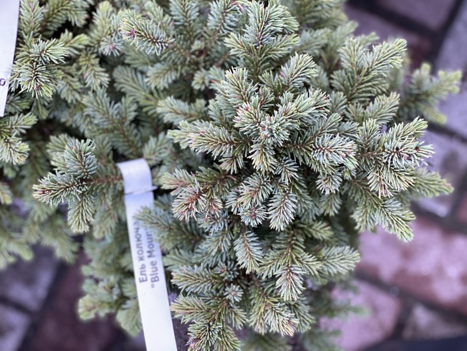 Сосна Глаука Глобоза