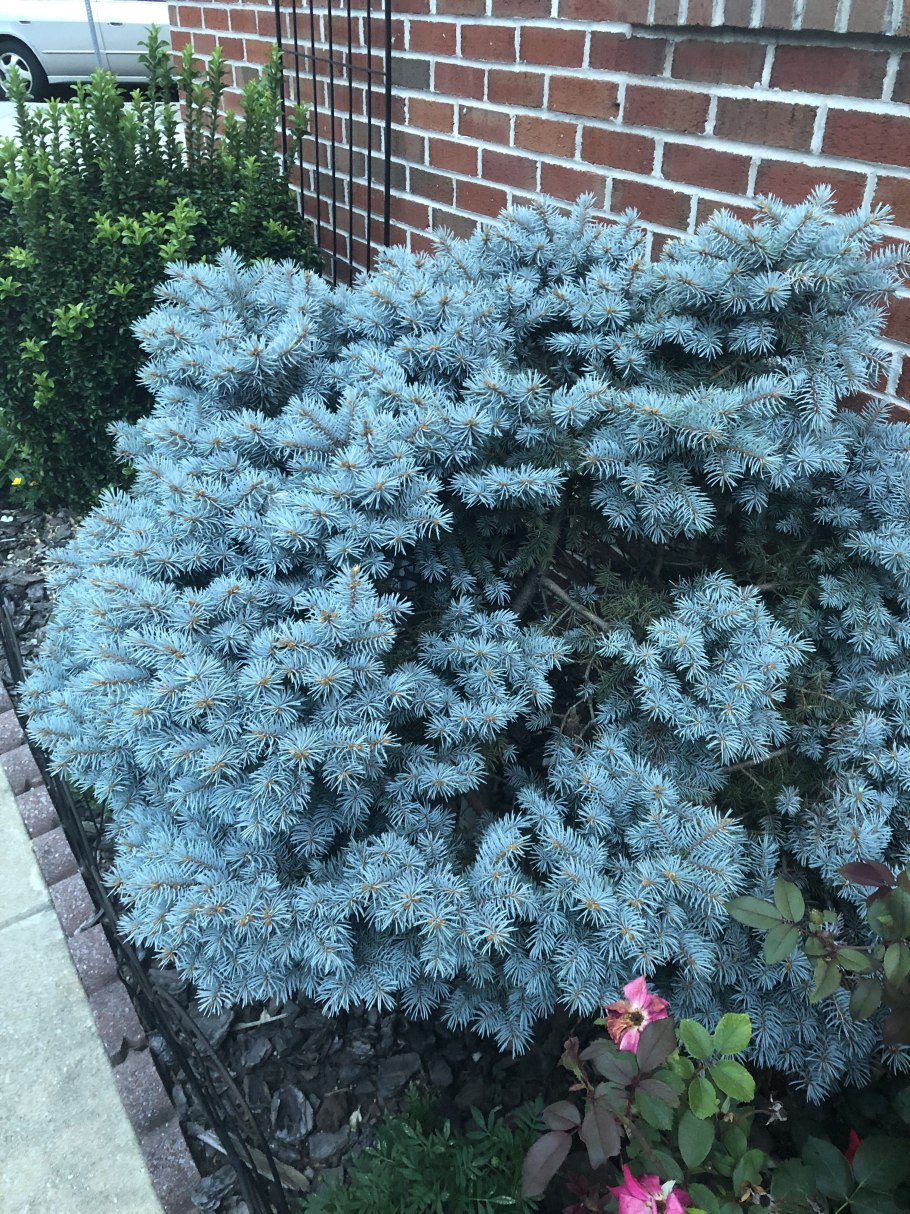 Picea pungens Bastion