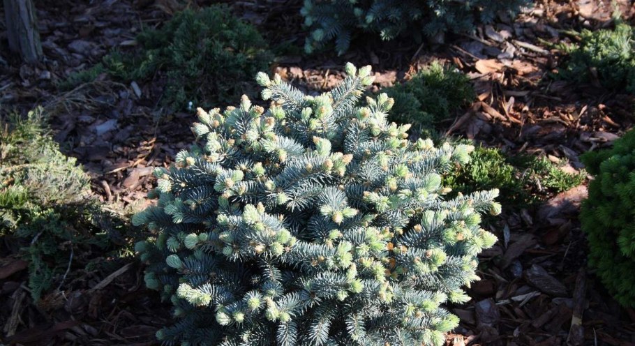 Ель Глаука Глобоза