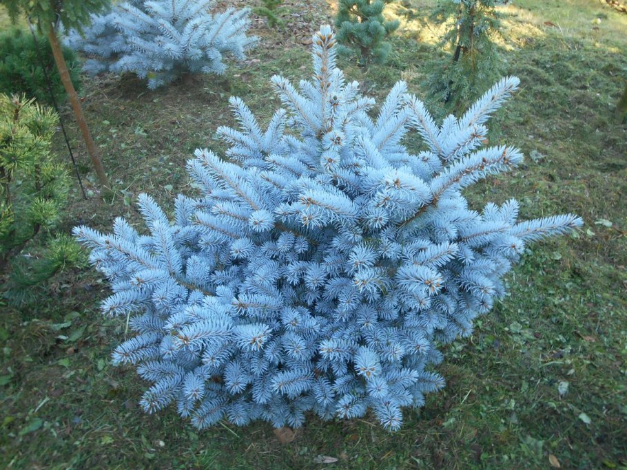 Picea pungens Montgomery