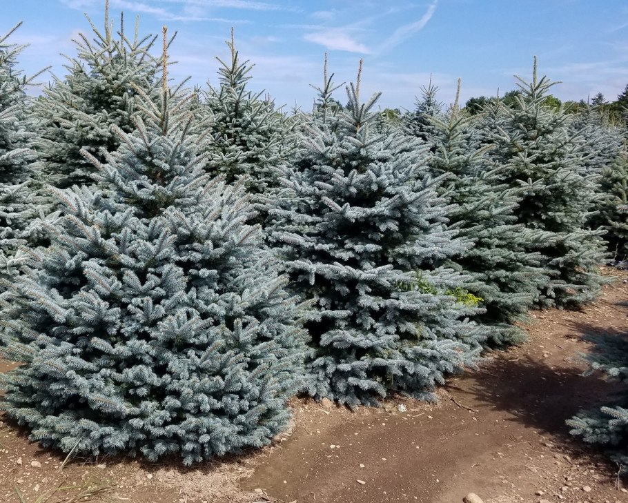 Ель колючая (Picea pungens) 'Montgomery' (pa 40)