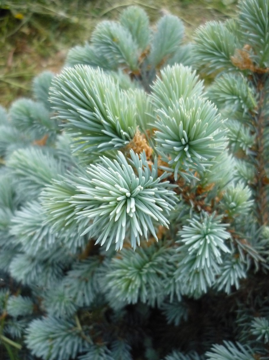 Ель Колорадо голубая