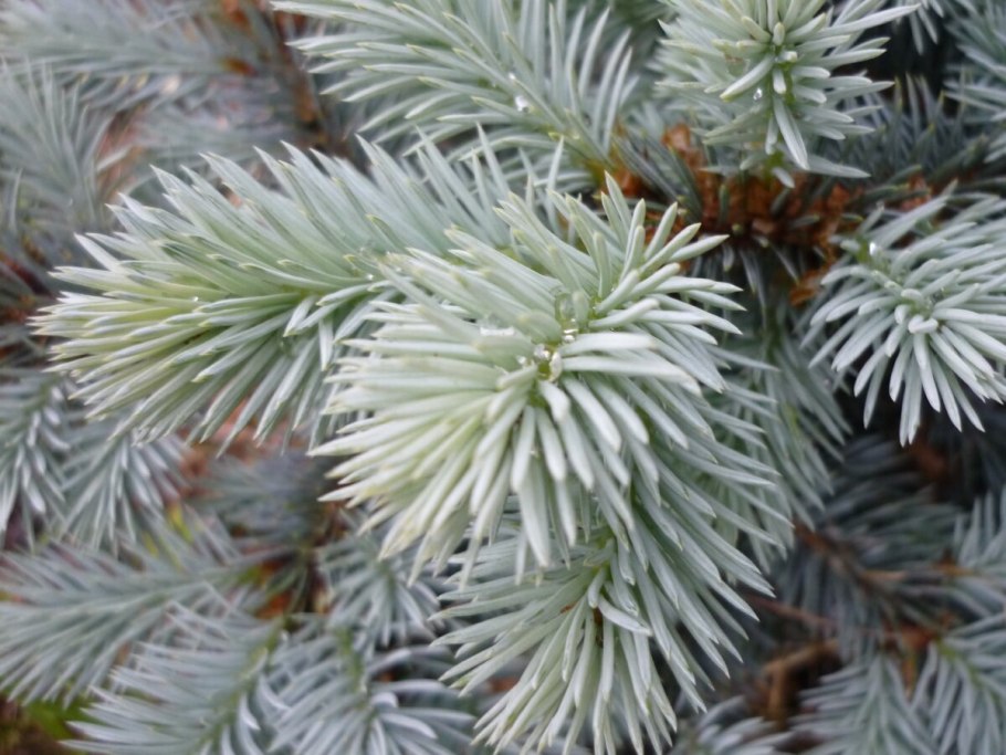 Ель колючая glauca globosa