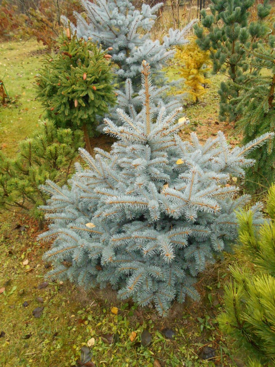Ель колючая Монтгомери
