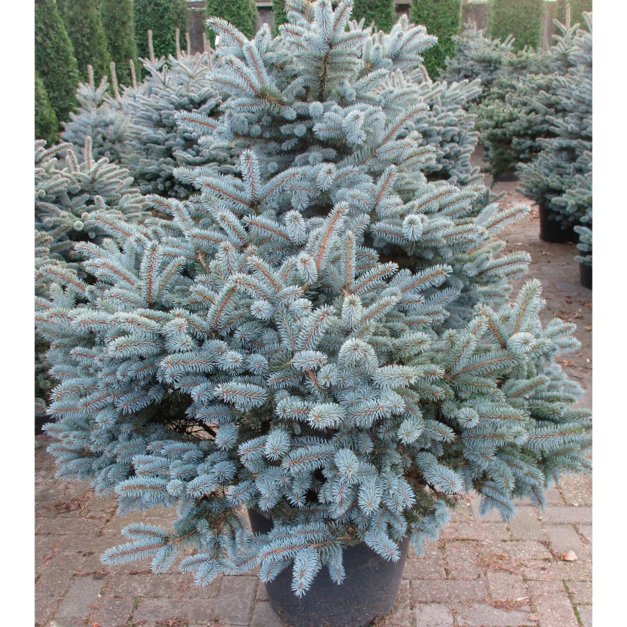 Пихта Сильвер Блю