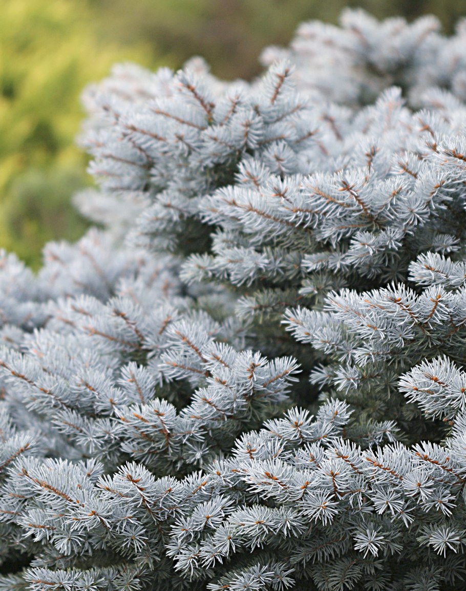 Ель Глаука Монтгомери