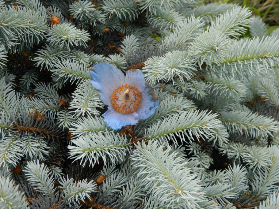 Picea pungens Montgomery