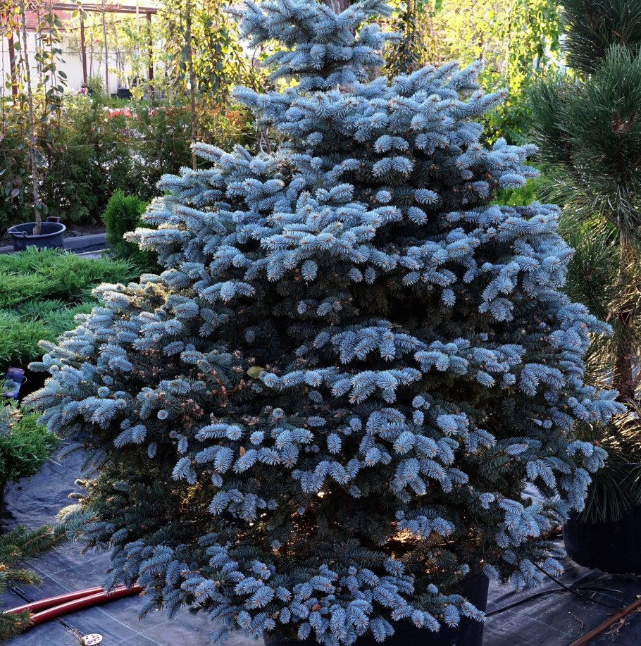 Ель Монтгомери