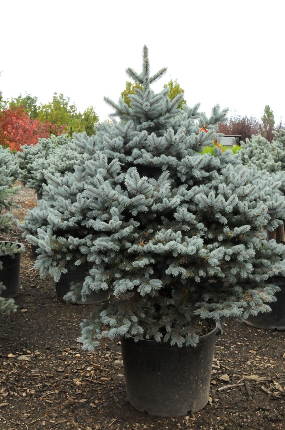 Голубые ели картинки