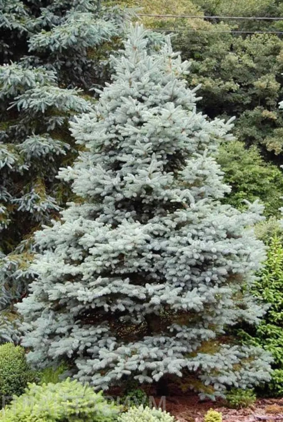 Ель Глаука Аризона Кайбаб