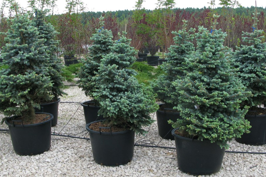 Picea pungens Montgomery